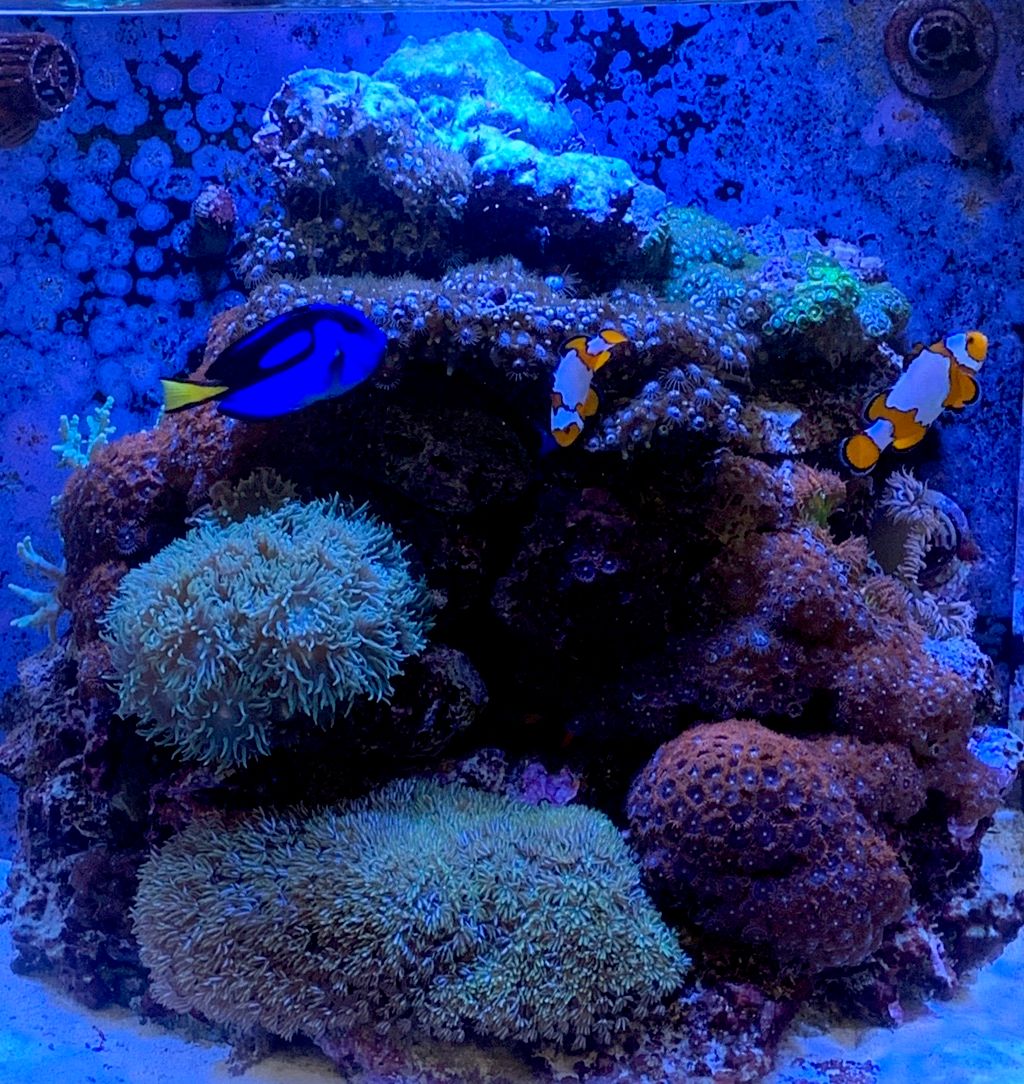 Amazing Reef Life Aquarium Service