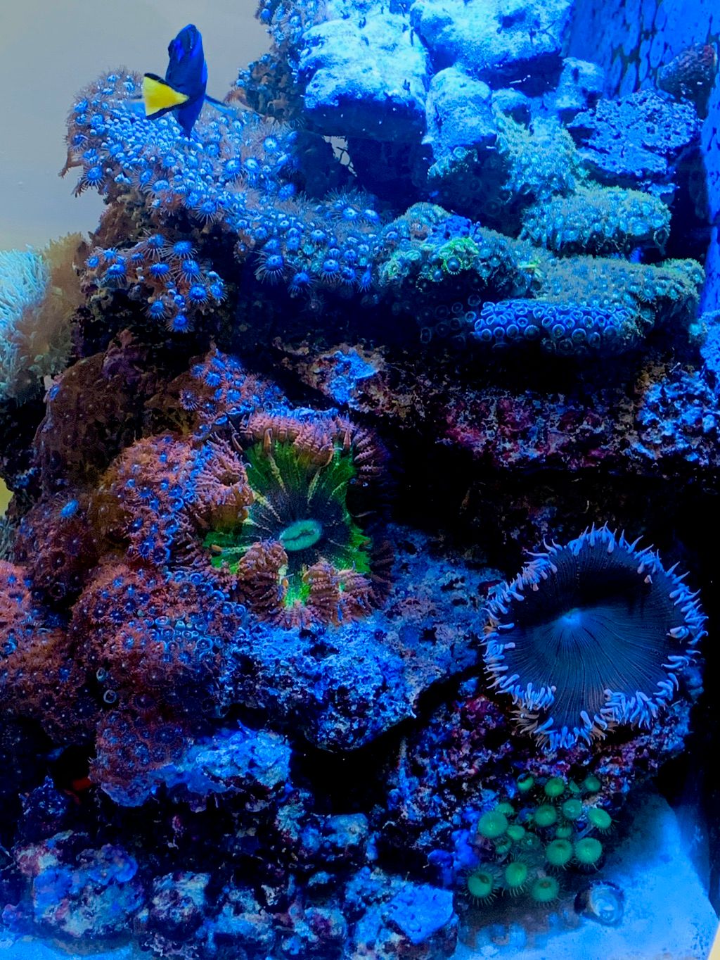 47 gallon Red Sea reef tank in Wynwood (side view)