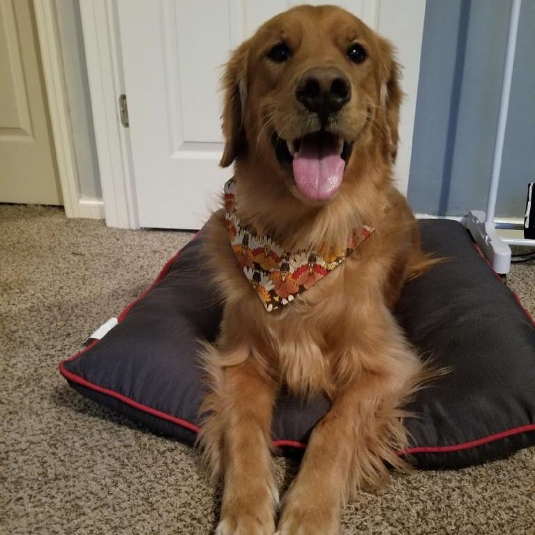 Dusty on Thanksgiving