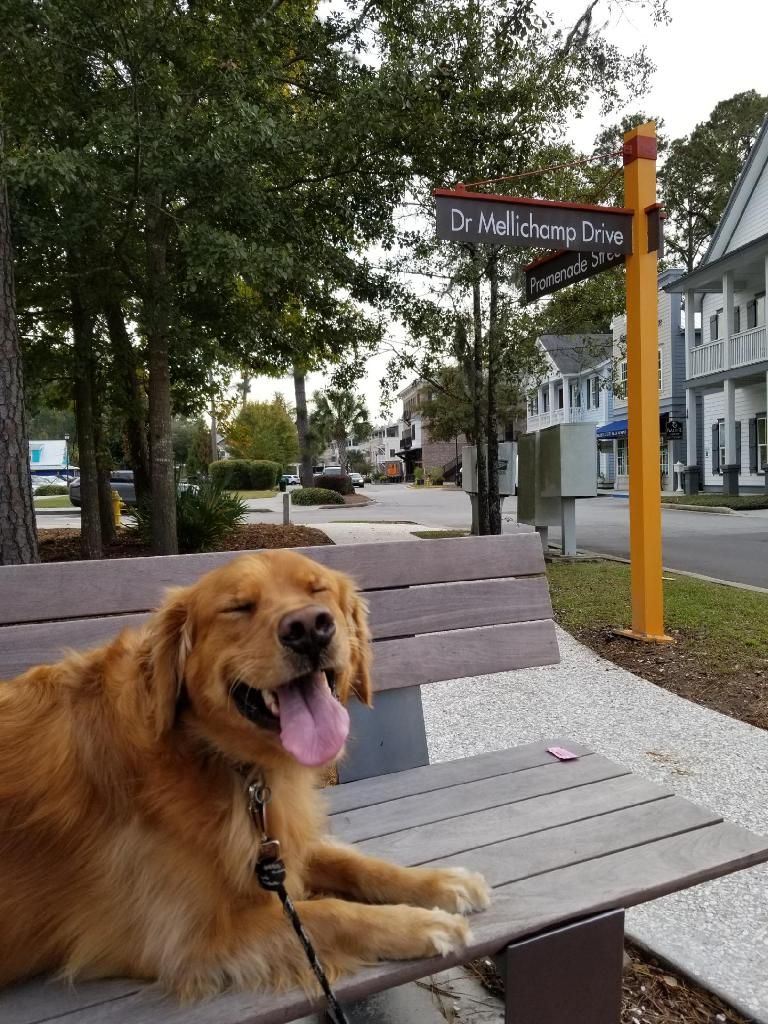 Dusty in Downtown Bluffton