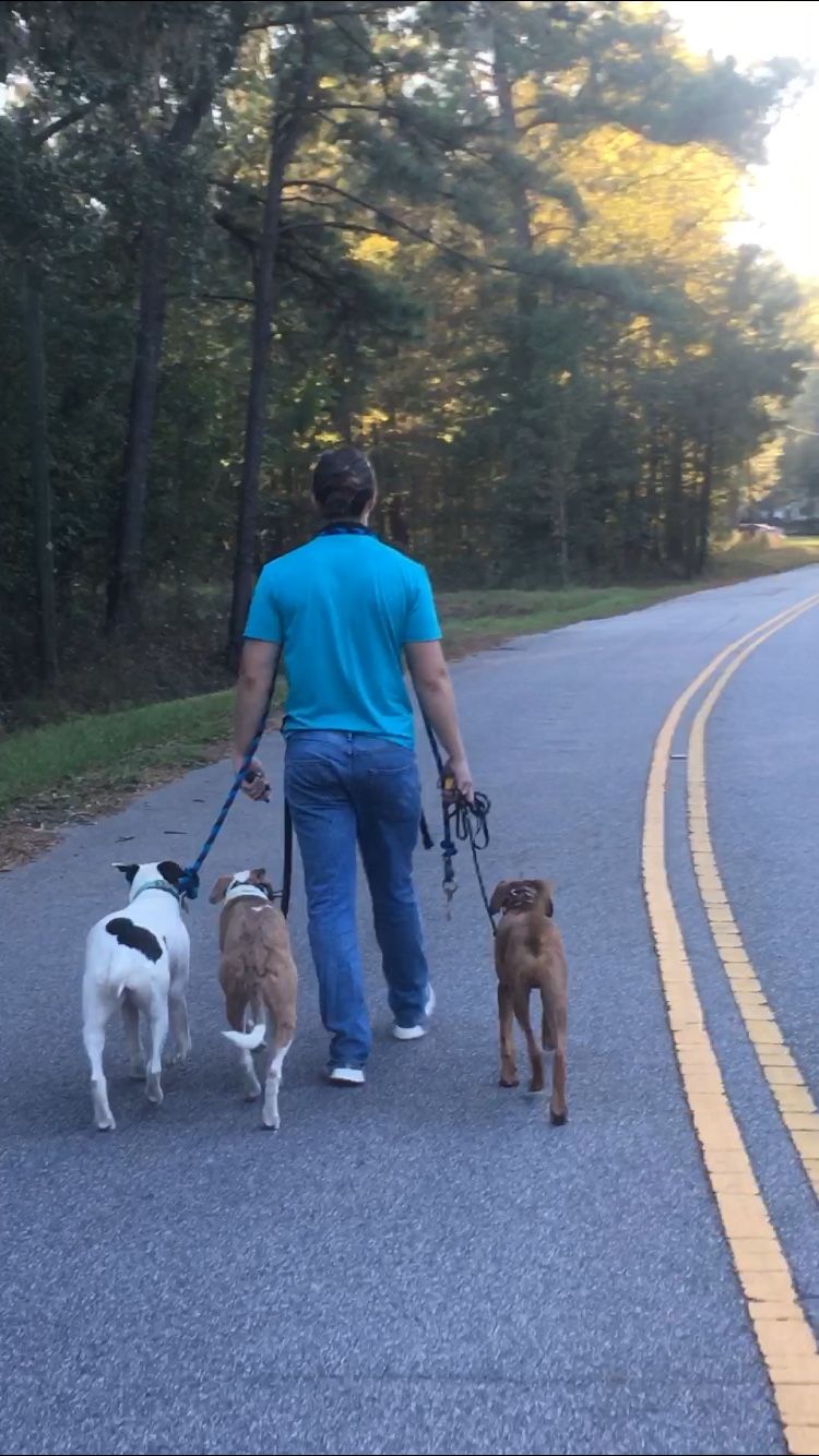 Chase walking 3 dogs