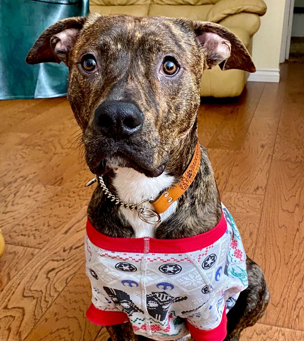Part pit, 100% sweet