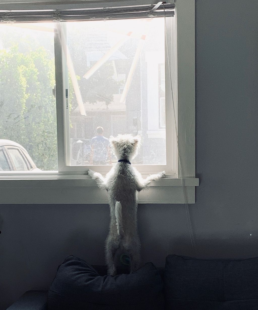 Separation anxiety exercises for Mochi