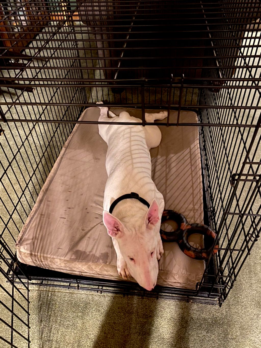 Settle in a crate with door open