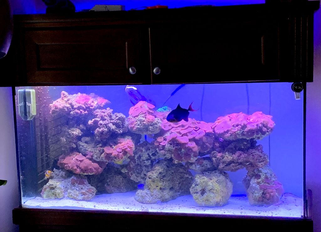 90 gal mushroom reef in San Soucci 