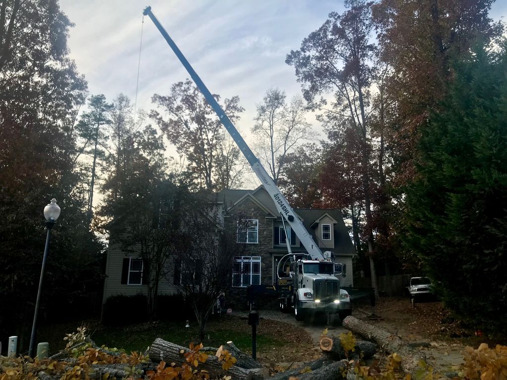 4 trees in 5 hours on the other side of the house!