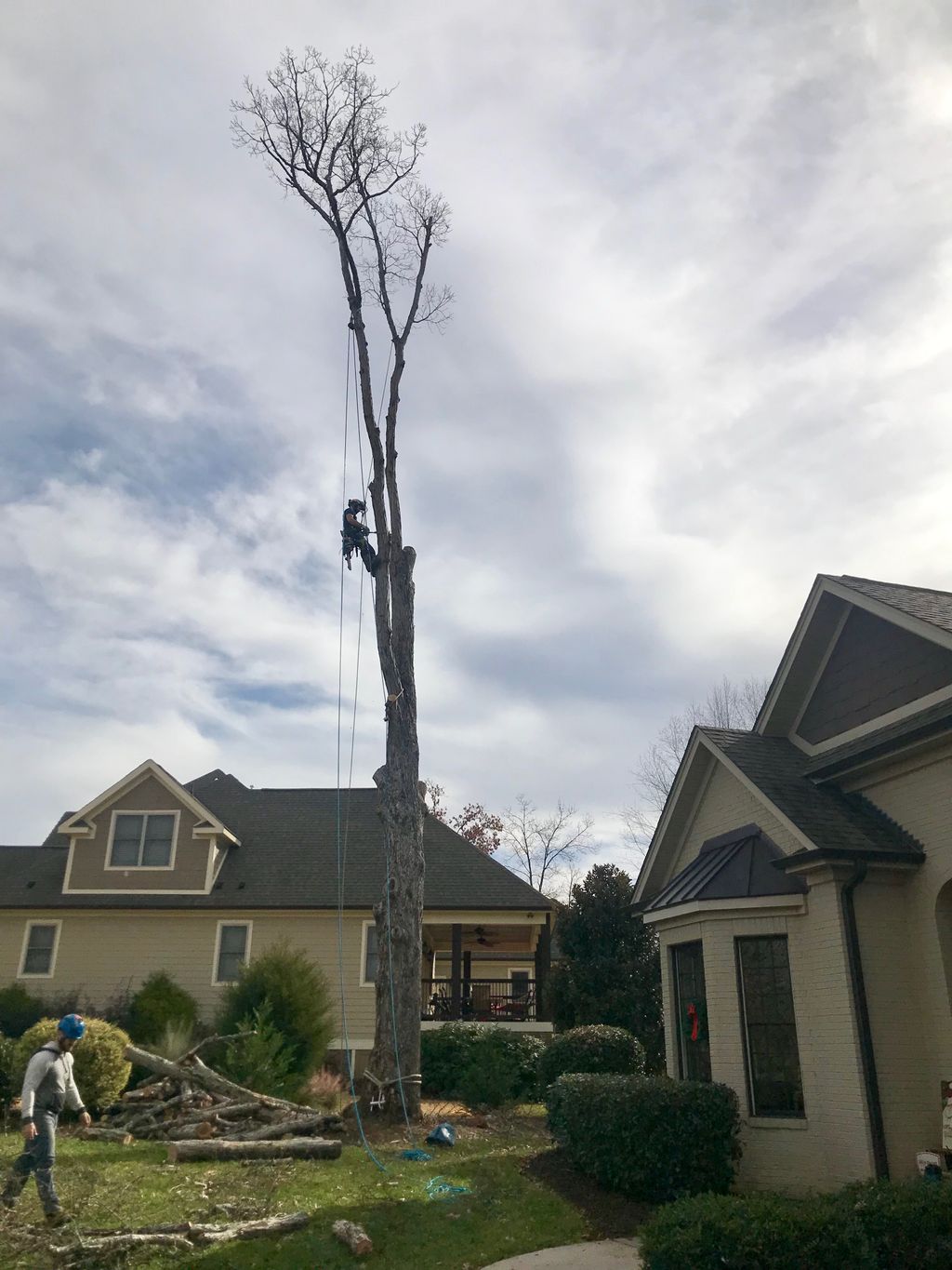 Hazardous Tree Removal