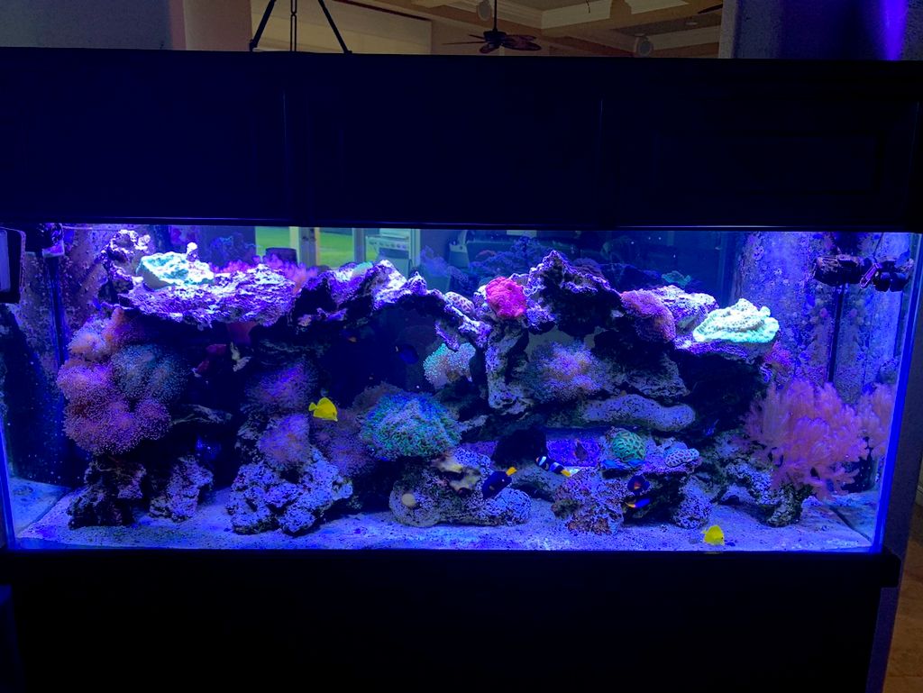 2 sided 220 reef tank in Davie