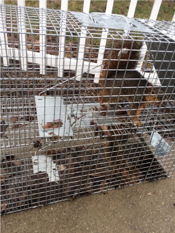 Trapped Squirrels 