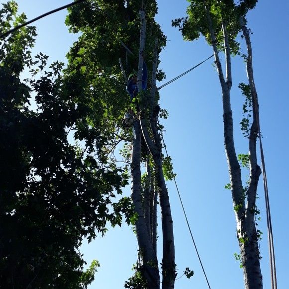 Víctor tree services