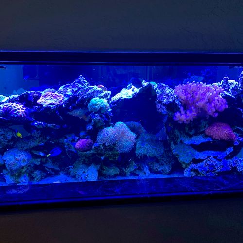Other side of 220 gal reef in Davie
