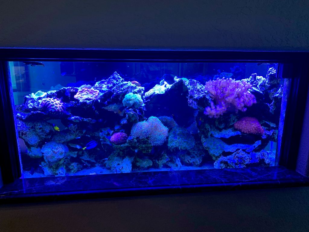 Other side of 220 gal reef in Davie