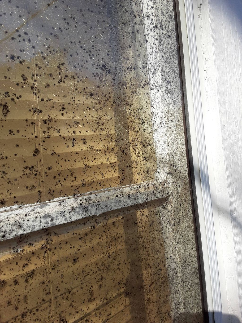 insect droppings