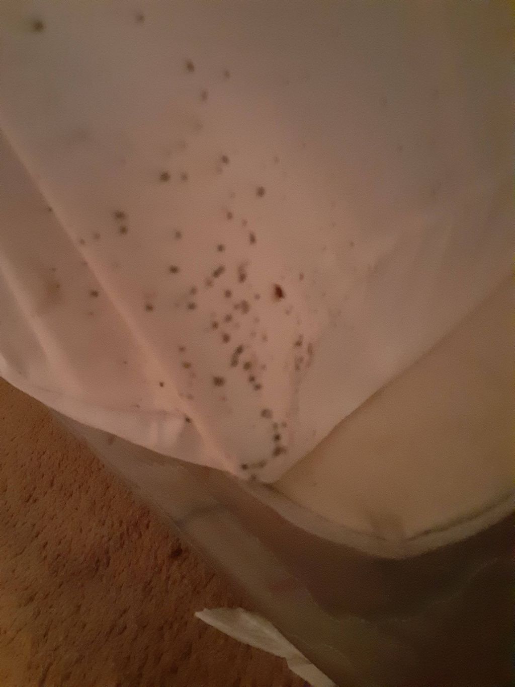bed bugs