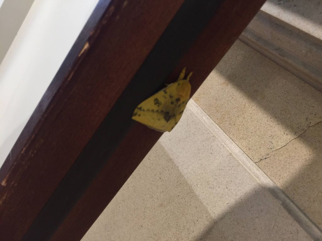 Things you find inspecting a house