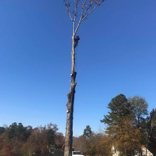 middle dying Oak tree removal 