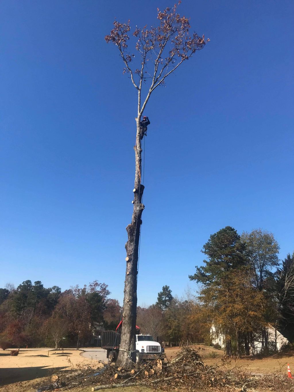 middle dying Oak tree removal 