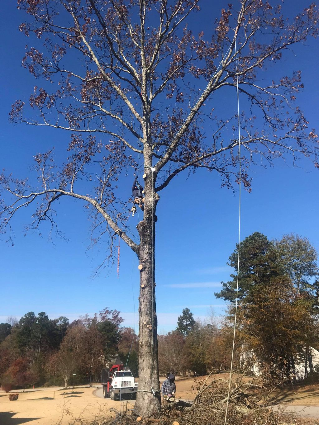 before dying Oak tree removal 