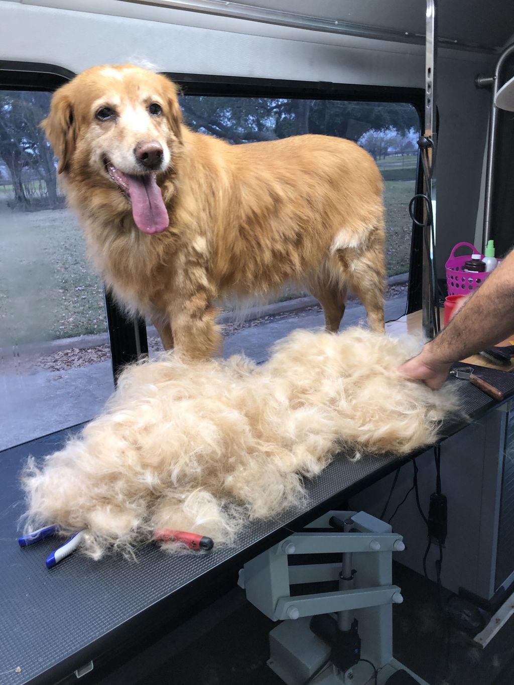 sparkle paws mobile grooming