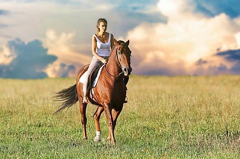 Equine Therapy