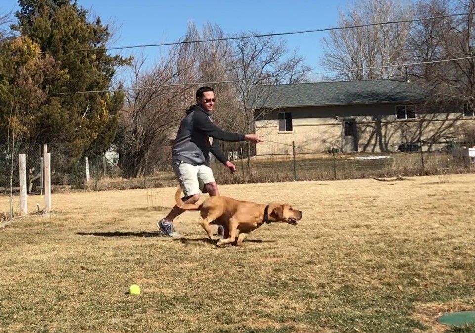 Exercise for your dog, not you ;)