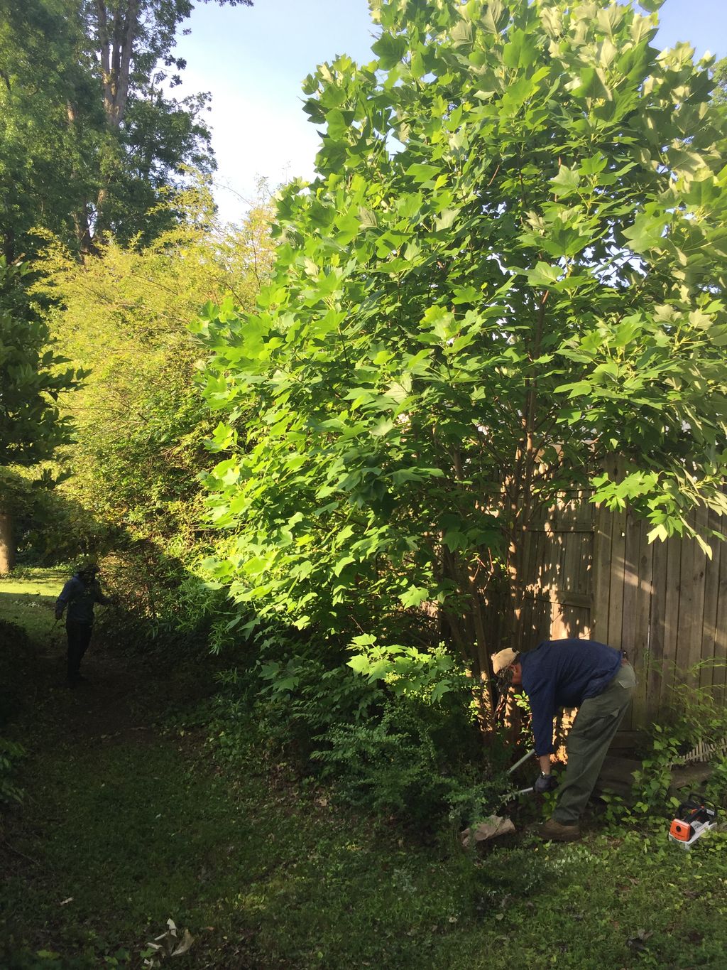 Tree Trimming and Removal