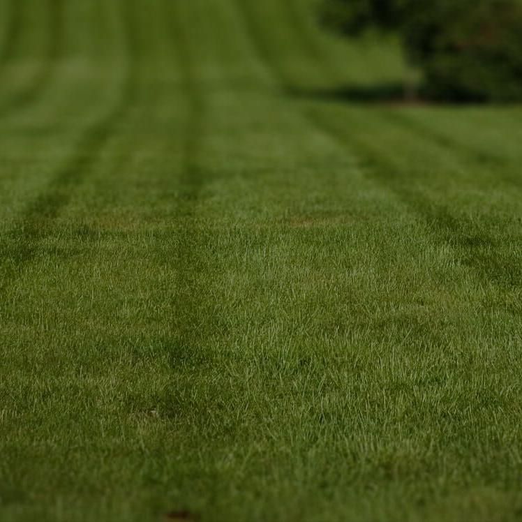 Isaiah White Lawn Care