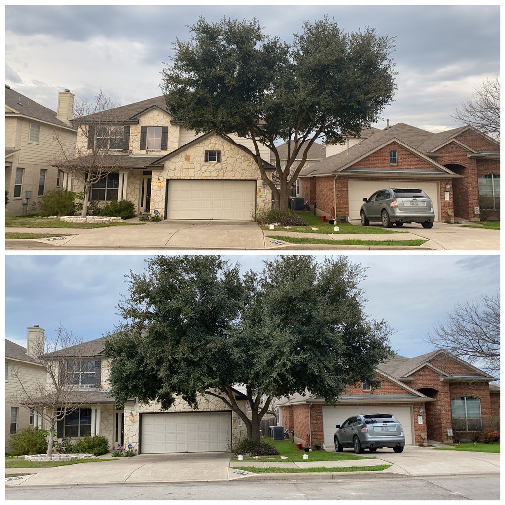 Tree Trimming and Removal