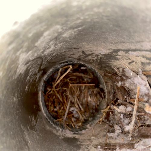 Bird nest removal