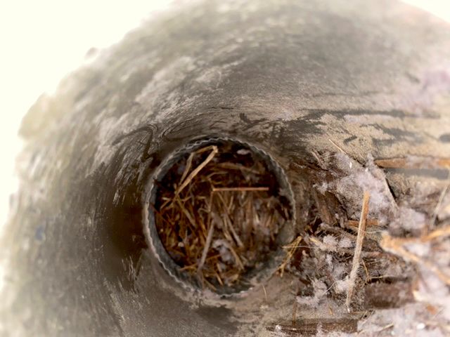 Bird nest removal