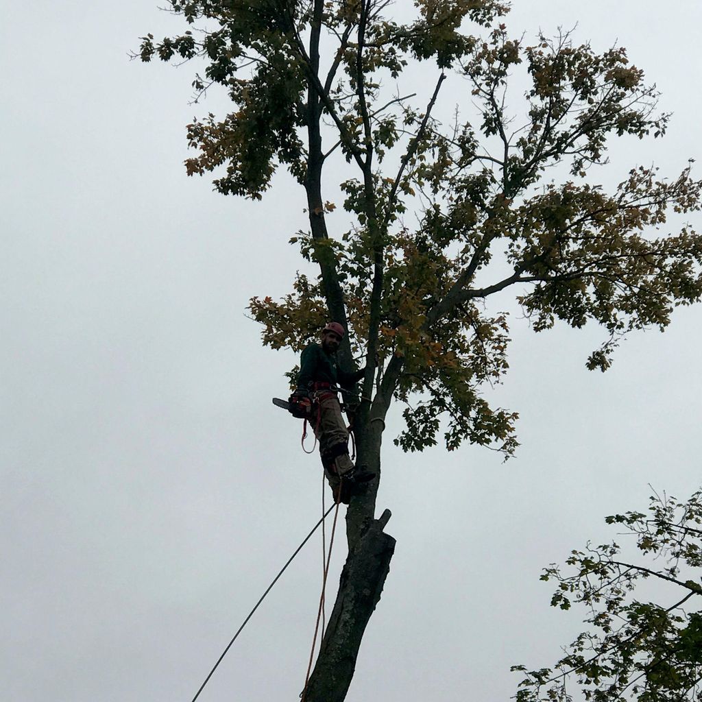 Adams tree service