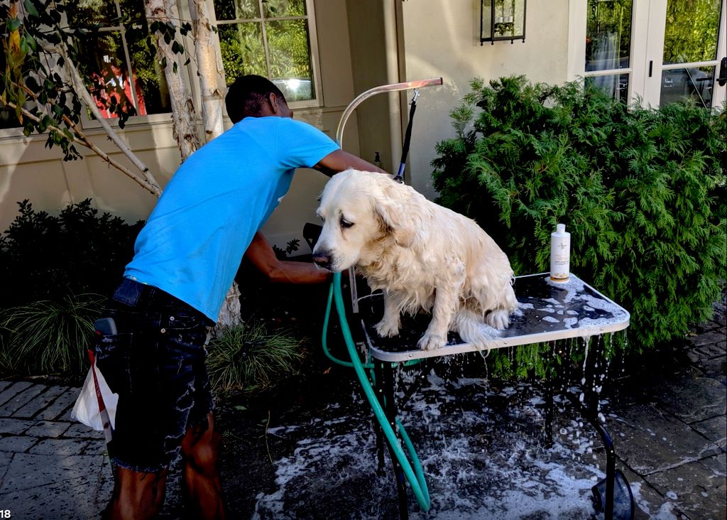 Pamper Your Pet! 