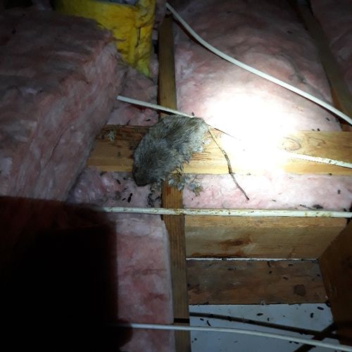 Another dead electrocuted rat! 