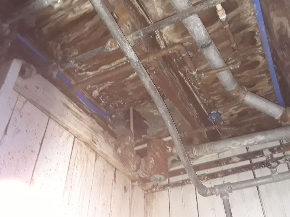 Mold found during inspection