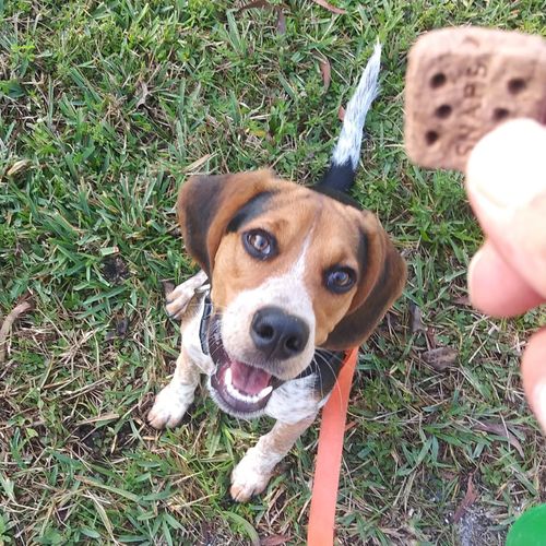 Barry's Dogs Cape Coral, FL Thumbtack