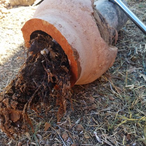 Root Intrusion causing major sewer excavation