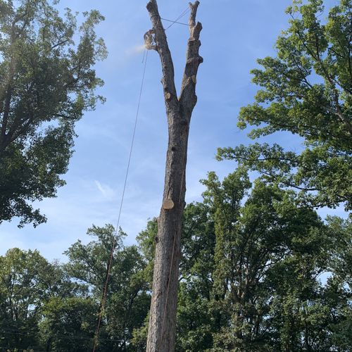 Tree Stump Grinding and Removal