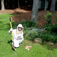 Yellow jacket removal