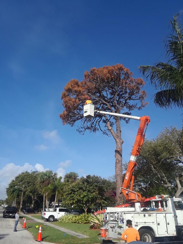 Tree Trimming and Removal