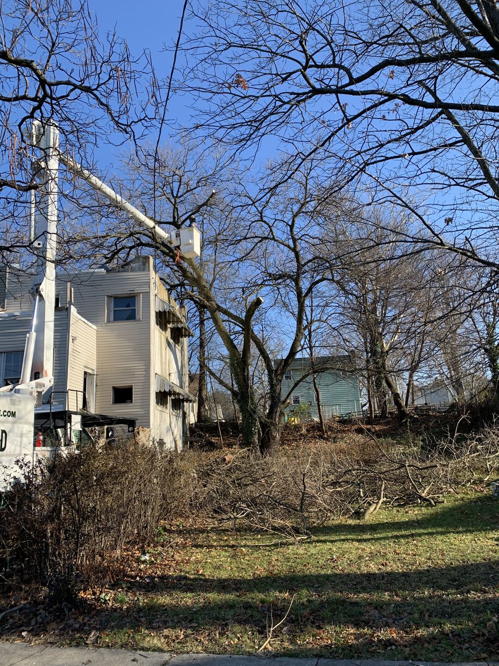 Tree Trimming and Removal