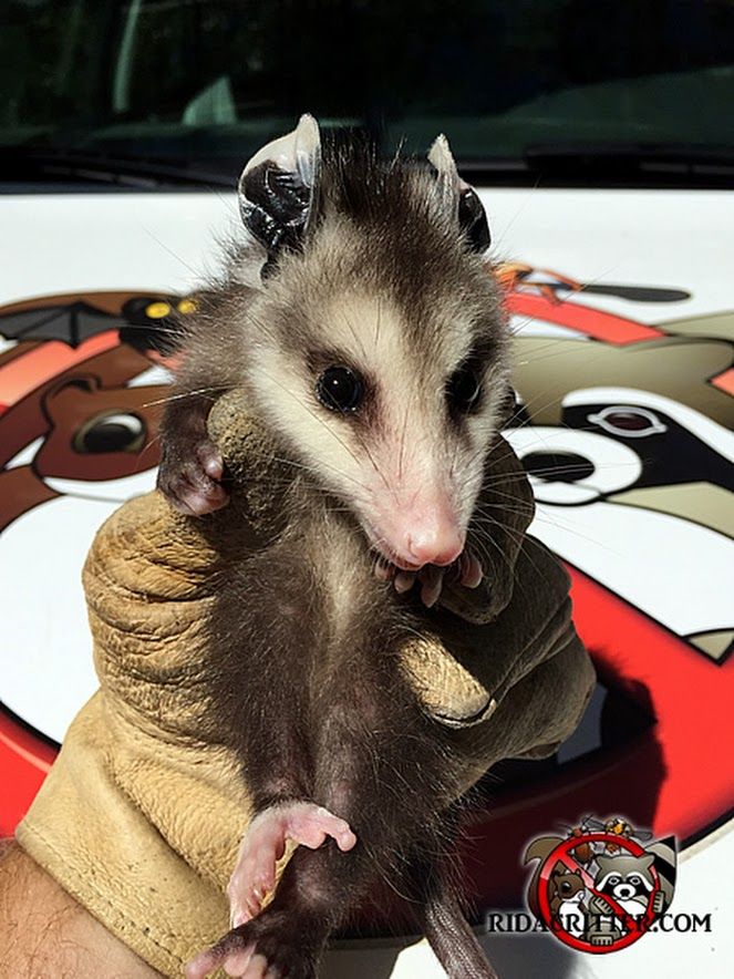 Opossum removal from crawl space