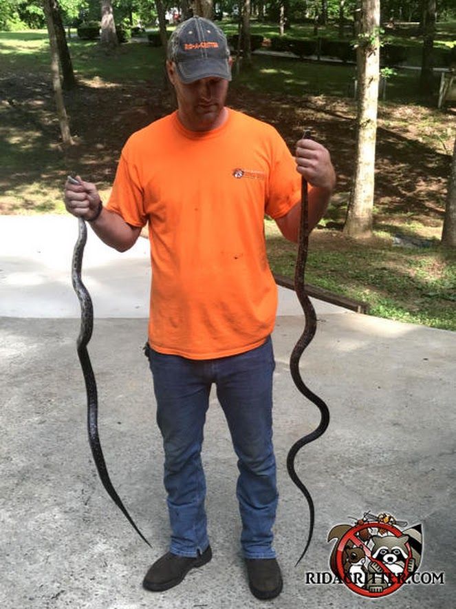 Snake removal from an attic