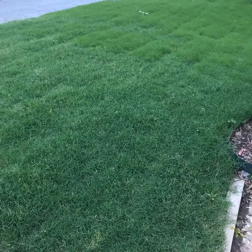 Fertilizer recommendation results after sod being 