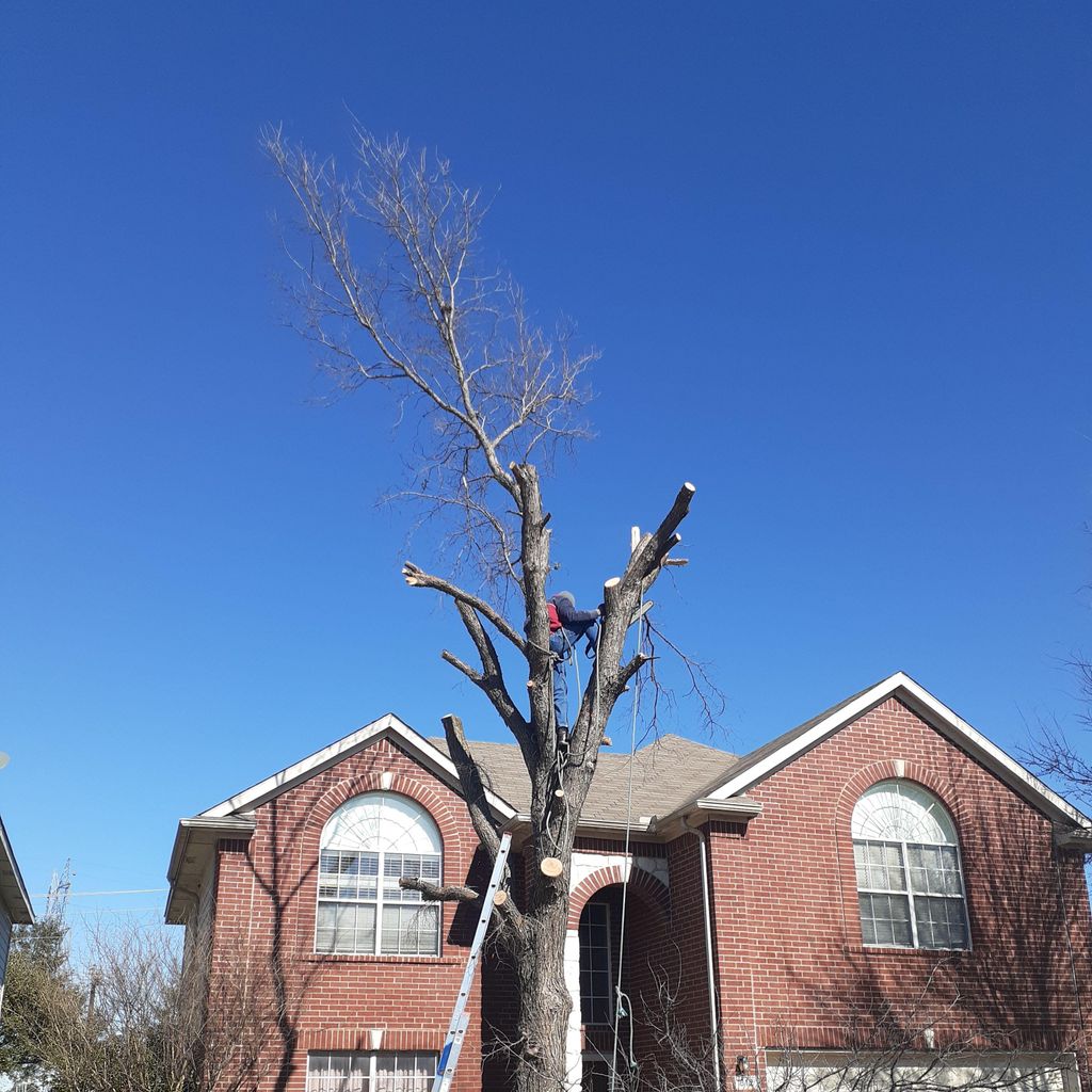 Papa Lewis property preservation