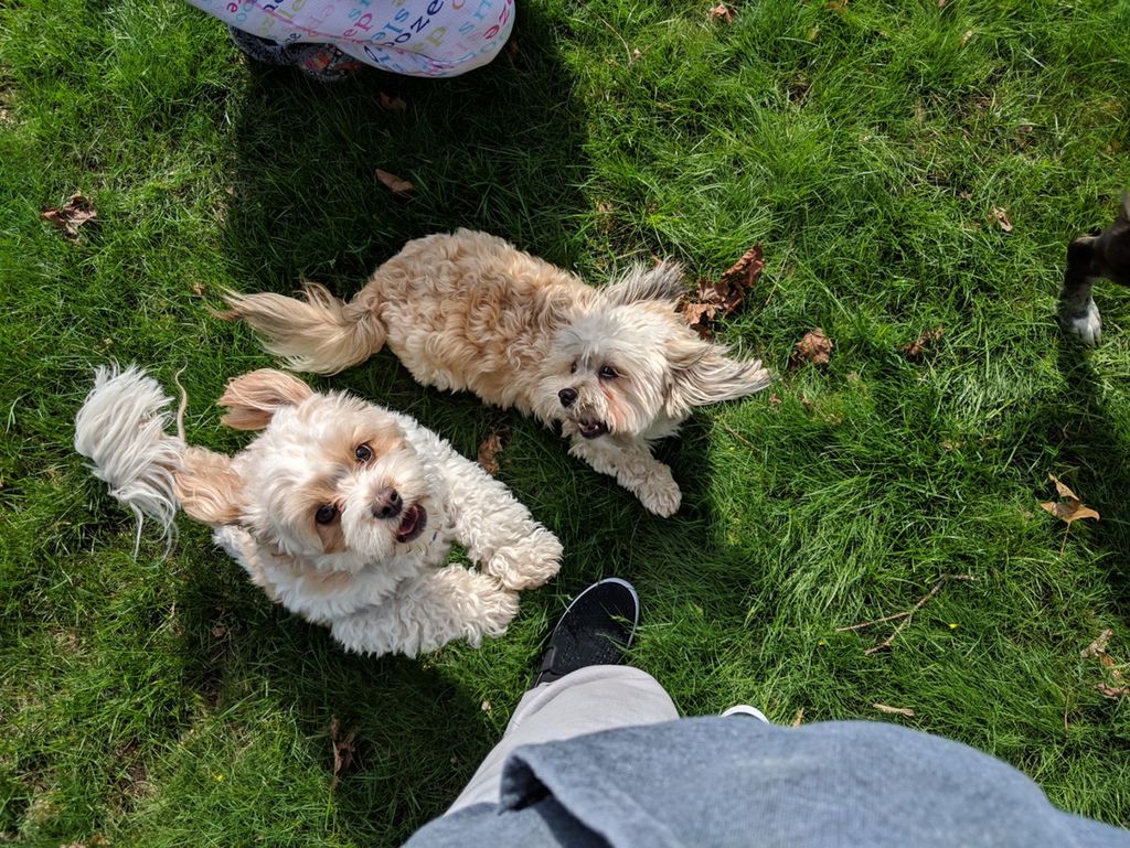 Dobbie n Louis in action