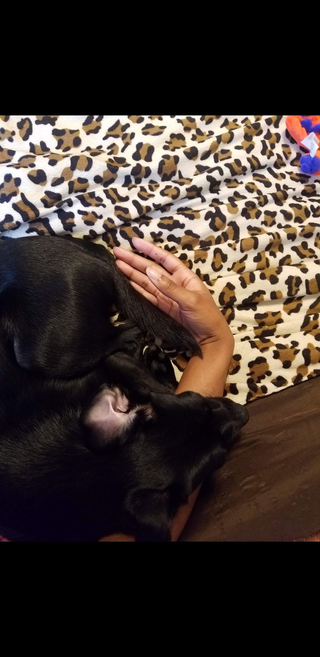 Cuddles with one of my clients dog, loved our cudd