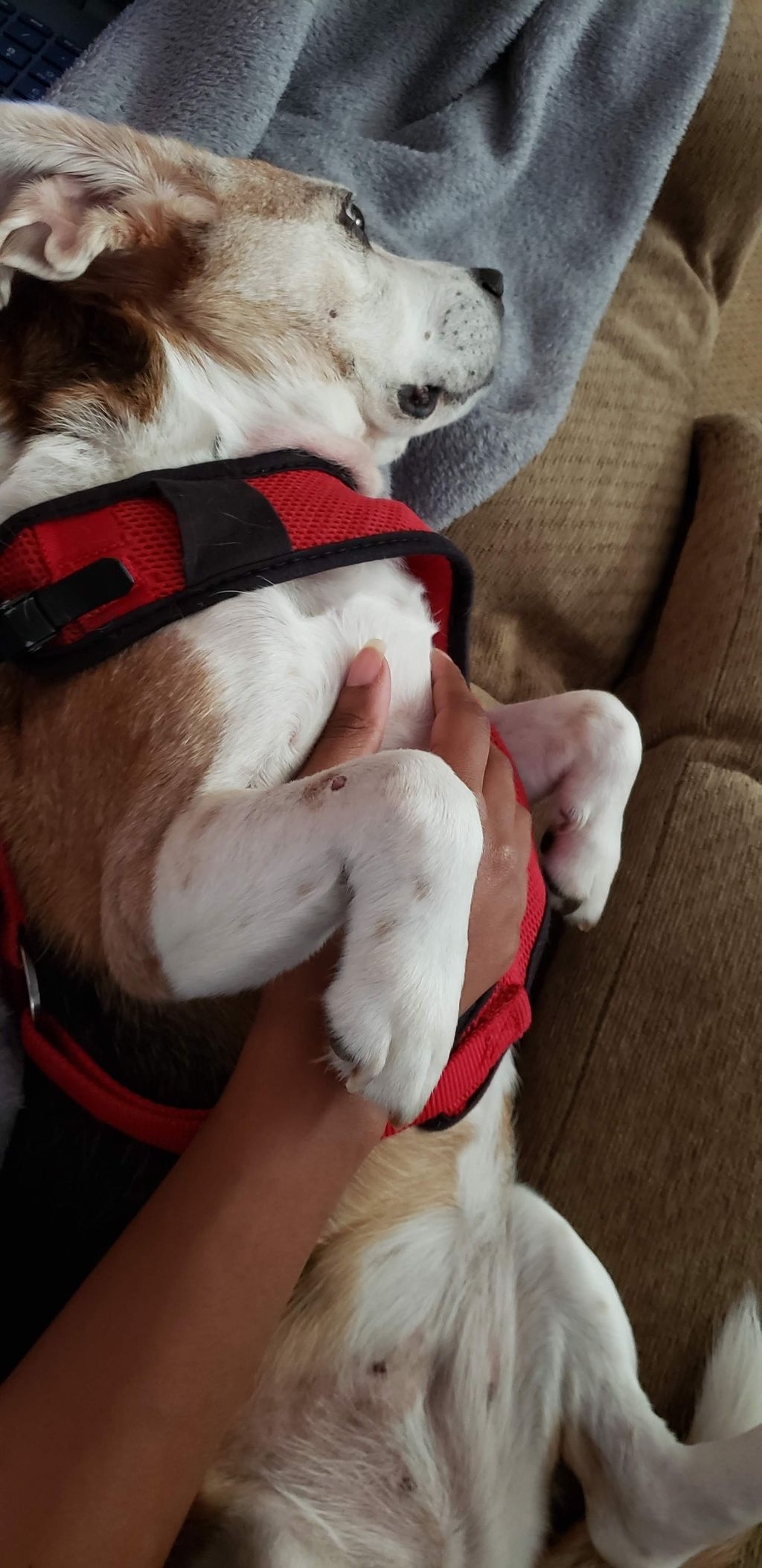 Belly rubs with Clover.
