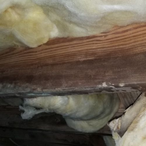 fungal growth on wood joists from excessive moistu