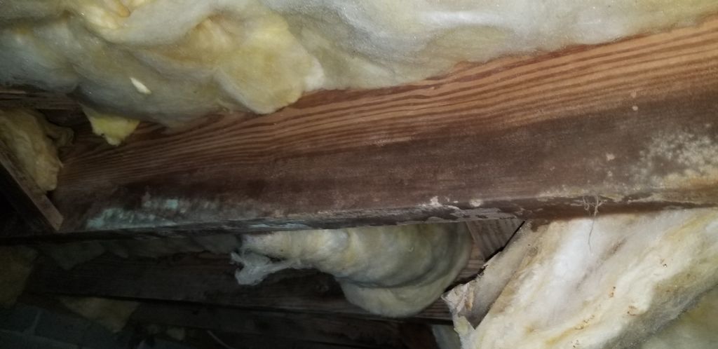fungal growth on wood joists from excessive moistu