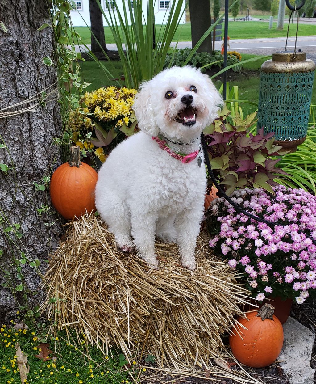 Izzy loves staying at K9 Kindergarten.